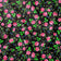 Bavlnená látka - Highland Flowers Black II